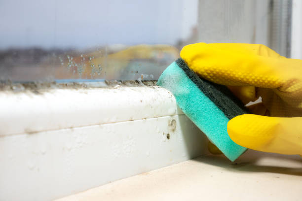 Best DIY Mold Remediation in Fortville, IN